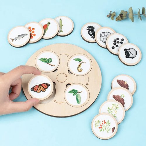 Montessori életciklus  (FJ)