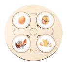 Montessori életciklus  (FJ)