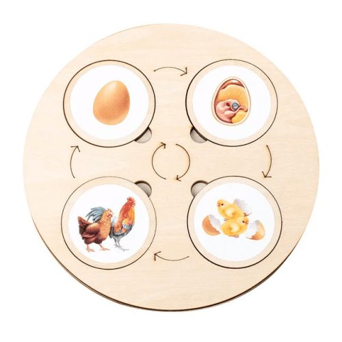 Montessori életciklus  (FJ)
