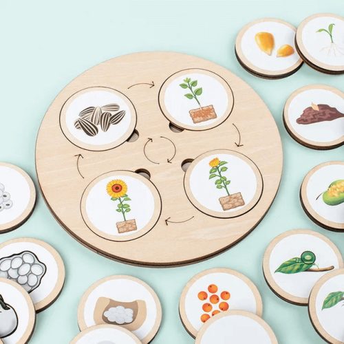Montessori életciklus  (FJ)